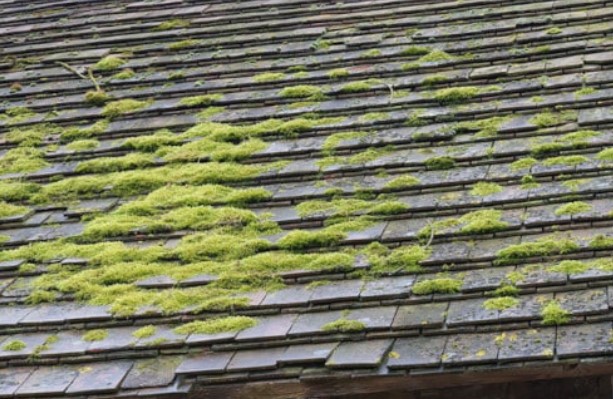 groen mos op leien dak